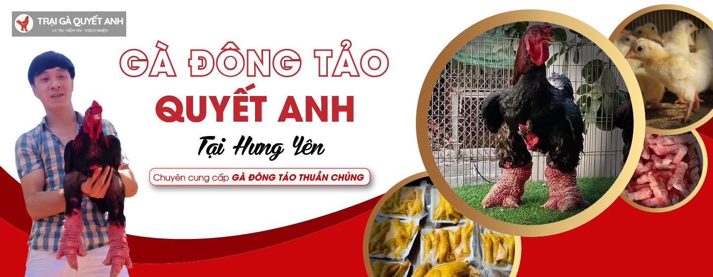 Gà đông tảo quyết anh