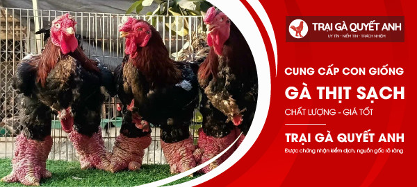 Cung cấp con giống , gà thịt