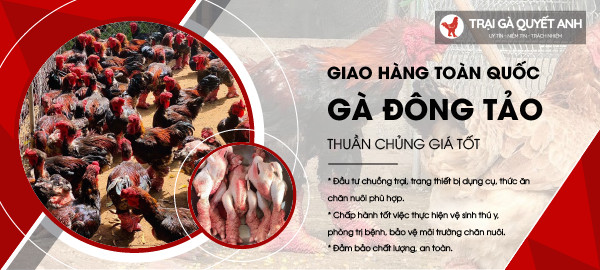 Gà đông tảo quyết anh