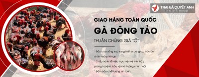 Trại Gà Quyết Anh chuyên cung cấp gà thịt - gà biếu TOÀN QUỐC