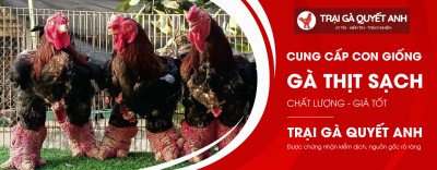 Tìm hiểu về giống gà Đông Tảo thuần chủng chính gốc