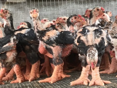 Gà Đông Tảo THUẦN CHỦNG 2 tháng tuổi CHÍNH GỐC Hưng Yên