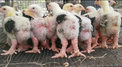 Gà Đông Tảo 20 ngày tuổi THUẦN CHỦNG | GIỐNG TỐT