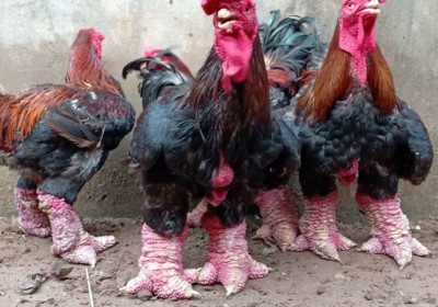 Trại gà đông tảo thuần chủng - Gà Đông Tảo Thơm Mơ