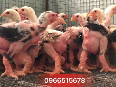 Gà Đông Tảo thuần chủng 50 ngày tuổi GIÁ TỐT