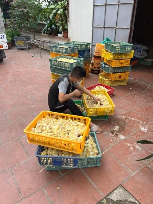 Gà Đông Tảo mới nở | Hướng dẫn kỹ thuật nuôi