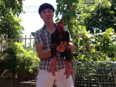 Gà đông tảo - Trang trại gà Đông Tảo thuần chủng - Gà Đông Tảo Thơm Mơ.