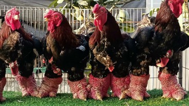 Trại gà Đông Tảo thuần chủng QUYẾT ANH Hưng Yên