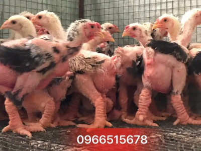 Nuôi gà Đông Tảo như thế nào?