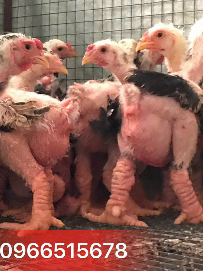 Gà đông tảo 30 ngày tuổi