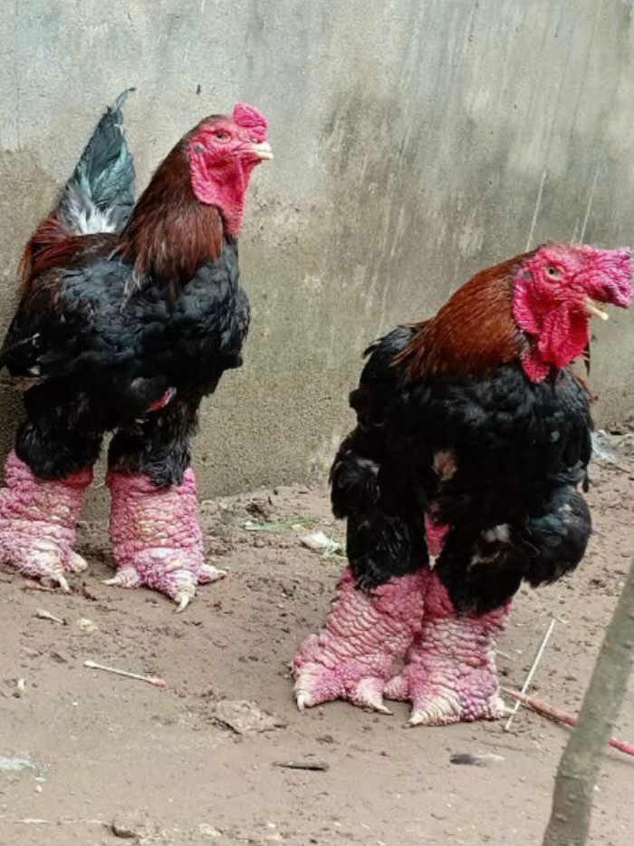 Gà biếu 4 triệu