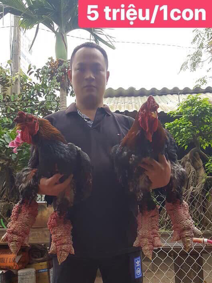 Gà biếu 5 triệu