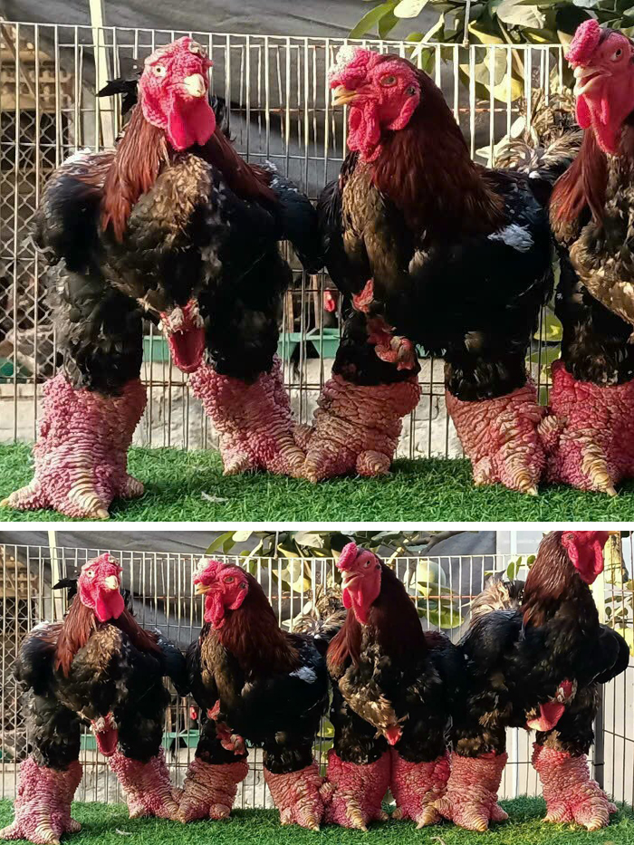 Gà biếu 9 triệu