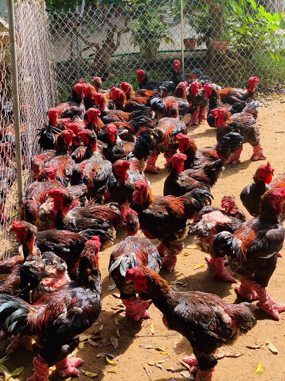 Gà đông tảo thịt