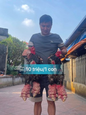 Gà biếu 10 triệu