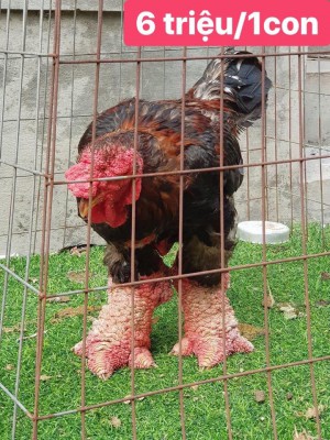 Gà biếu 6 triệu