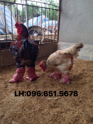 Gà biếu 8 triệu