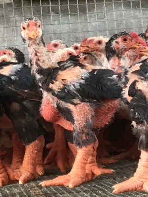 Gà đông tảo 50 ngày tuổi