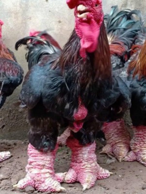 Gà biếu 2,5 triệu