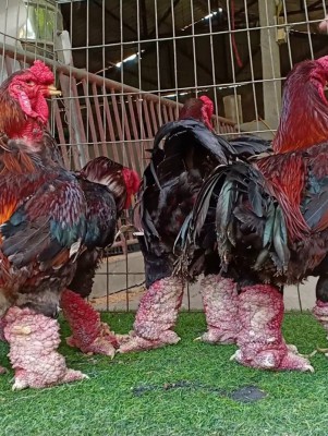 Gà biếu 3 triệu