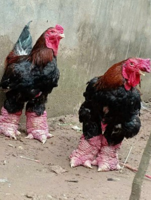 Gà biếu 4 triệu