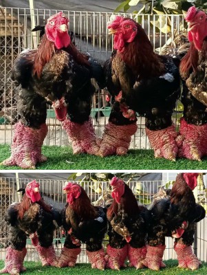 Gà biếu 9 triệu