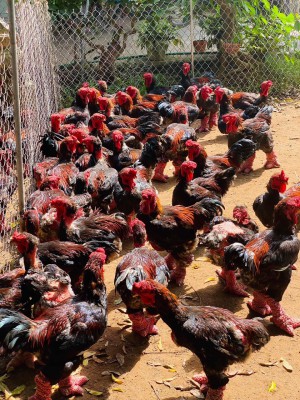 Gà đông tảo thịt