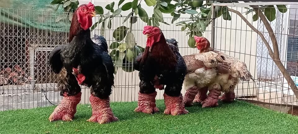 gà đông tảo gà đông tảo