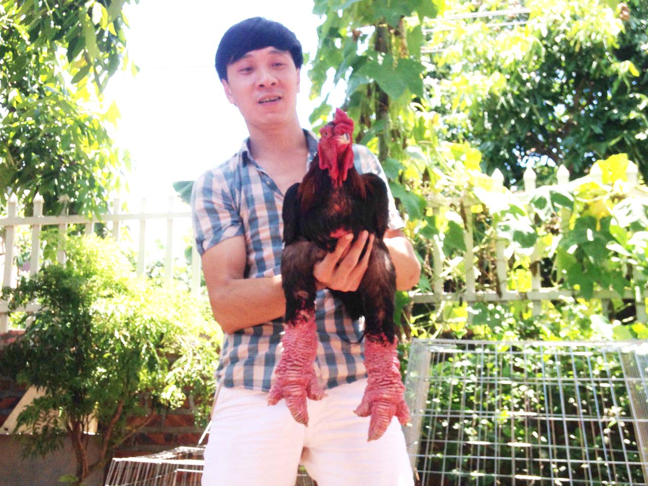 Trai gà quyết anh